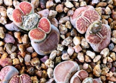 生石花一年开花次数 生石花一年开几次花