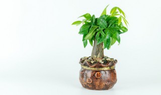 发财树放店里什么位置 发财树放店里哪个位置