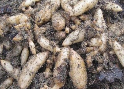 天麻种植地方 天麻适合什么地方种植