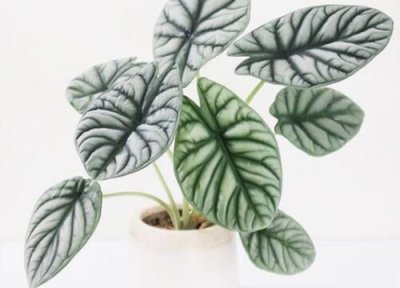 白犀牛海芋的养殖方法 白犀牛海芋的养殖方法和注意事项有哪些