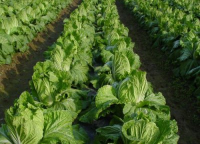 翻完地晒几天能种菜 种菜翻地要晾几天