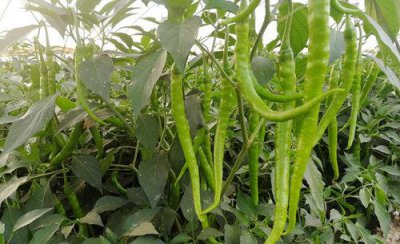 辣椒用什么肥料才能高产 施什么肥料可以使辣椒长得快