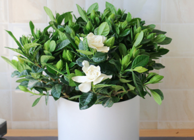 花换盆后什么时候浇水 新买花卉盆栽换盆后多久时间浇水