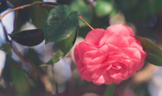 水培茶花怎么养才能爆盆 水培茶花爆棚的方法