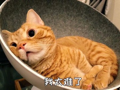 小猫有什么特点和本领 好猫一般都有这几个特征