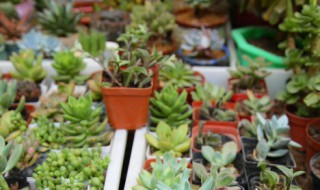 罗湖室外植物墙有哪些 室外植物墙有哪些适合种植