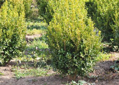 冬青树是什么树 属于常绿乔木