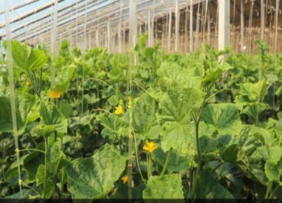 芒种前后吃什么蔬菜 芒种后适合种什么蔬菜