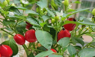 盆栽七彩椒的种植方法 室内怎么养殖七彩椒的技巧