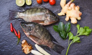 鲫鱼煮多久 鲫鱼一般需要煮几分钟