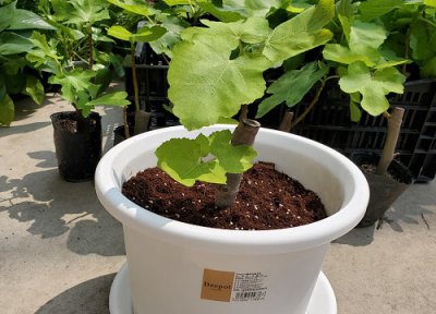 室内种植无花果冬季能结果吗 无花果盆栽冬季养护方法