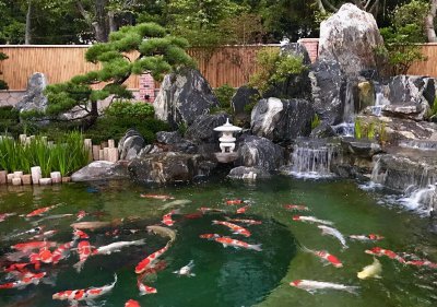 庭院鱼池水净化系统怎样布置 鱼池水需要哪些过滤设备
