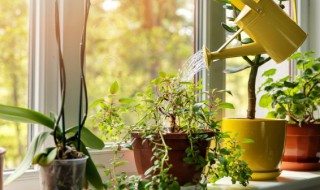 水培佛肚竹怎么养才能旺盛 佛肚竹的养殖方法和注意事项