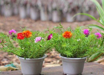 怎样让太阳花爆盆 夏天如何让太阳花爆满盆