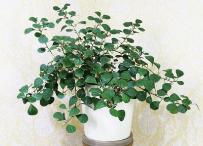 菩提树适合在室内养吗 家养方法与要点