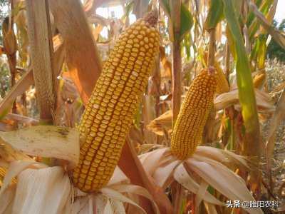 特大棒超高产玉米新品种 早熟矮杆大棒玉米品种介绍