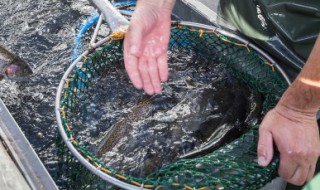 新手养殖注意些什么 新手养殖需要注意的要点