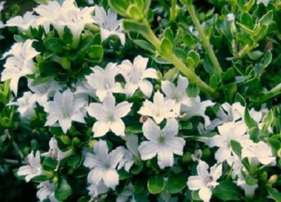 六月雪什么时候开花 花期多长在几月份