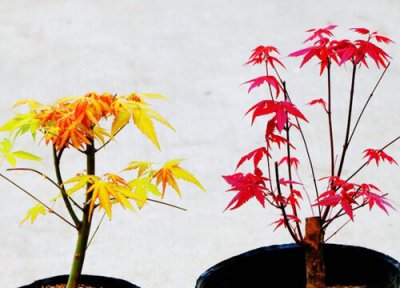 红枫下山桩的栽培方法 新买红枫老桩造型方法与种植技术