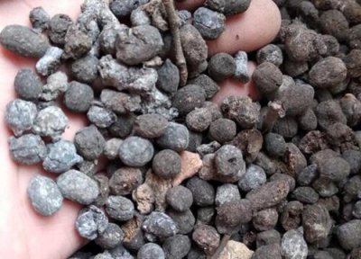 羊粪怎么给三角梅施肥 羊粪肥如何养三角梅开花一整盆