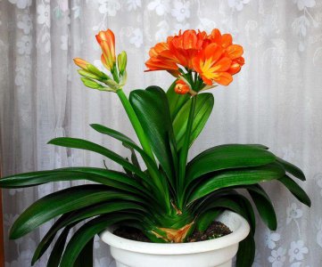 君子兰要不要晒太阳 养君子兰要看准情况再晒阳光