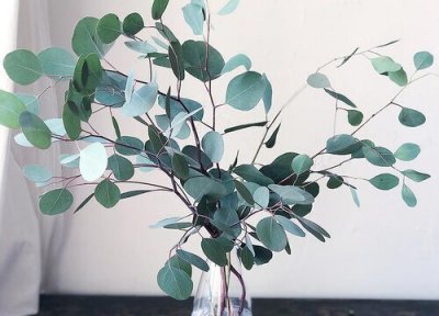 尤加利花语和寓意是什么意思 尤加利叶花束代表的象征意义
