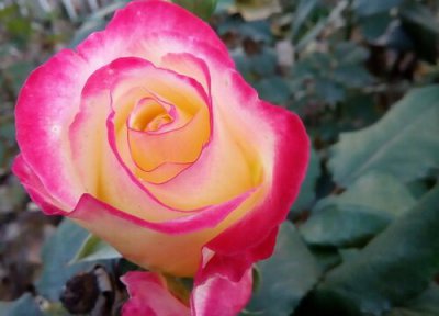 月季晒太阳 月季要晒太阳吗