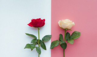 怎样判断玫瑰是否新鲜 如何判断玫瑰是否新鲜