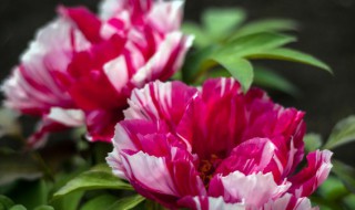 室外绿化植物有哪些 室外有哪些绿化植物