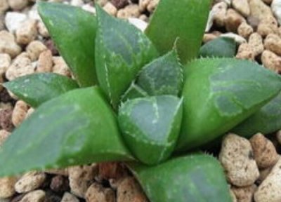 多肉冻伤的叶片怎么处理 多肉冻伤叶子发软发黑还有救吗