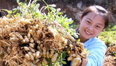 花生的生长过程观察日记 花生的生长过程分为5个时期
