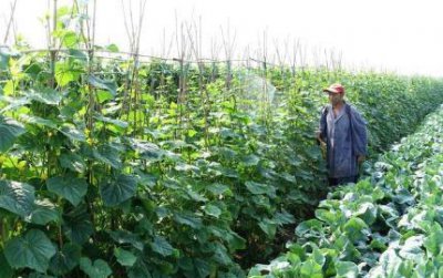 高钾肥料有哪些 这几样肥料的含钾量也很高