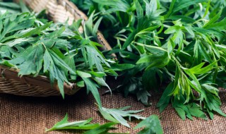 苦艾草怎么晒干保存最好 艾草如何晒干