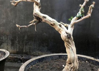 下山桩快速生根方法 如何让下山桩快速生根