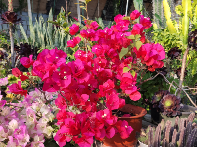 适合强阳光暴晒的花卉植物 阳台耐晒耐高温的绿植