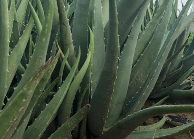 芦荟剪了还会长吗 芦荟为什么要经常砍才能长得壮