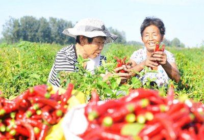 辣椒叶子皱皱的是什么病 引起辣椒叶片皱缩的主要原因