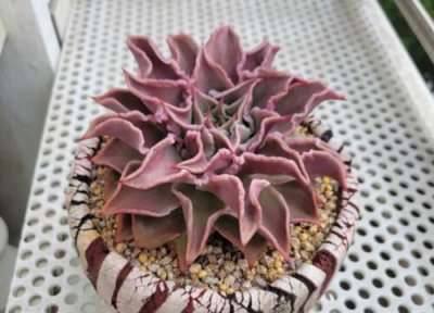 多肉饺子皮的养殖方法和注意事项 饺子皮植物怎么养活