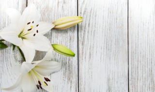百合什么季节种植合适 百合适合种植的季节