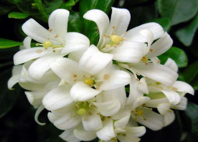 九里香能放室内养吗 九里香适合室内养吗