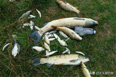 野钓玉米饵料制作方法及配方 制作鲜嫩玉米饵料的三种方法