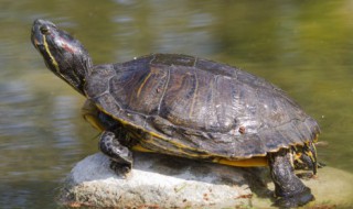 乌龟真的有灵性吗 乌龟有没有灵性