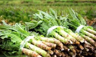 莴笋种植时间是什么时候 莴笋的简介