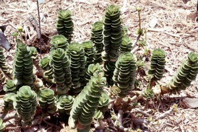 金钱木叶子卷起来是怎么回事 金钱木叶子发软卷曲怎么办