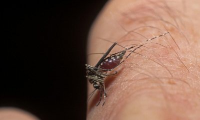 蚊香点多久能杀死蚊子 正常的一圈蚊香可以燃烧多久