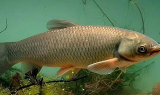 怎么挑新鲜的脆皖鱼 如何挑选新鲜的脆皖鱼呢