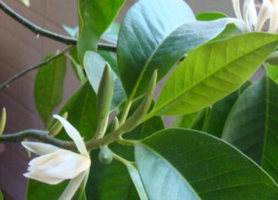 黄角兰简介 黄角兰和黄桷树区别