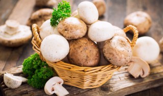 生活中常见的食用蘑菇种类有哪些 常见的食用蘑菇种类介绍