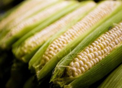 河南玉米成熟 河南玉米什么时候收割