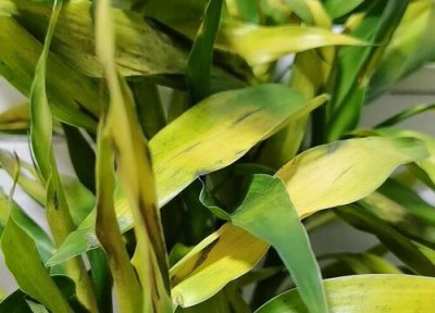 水养富贵竹叶子发黄的原因 富贵竹发黄枯萎是怎么回事